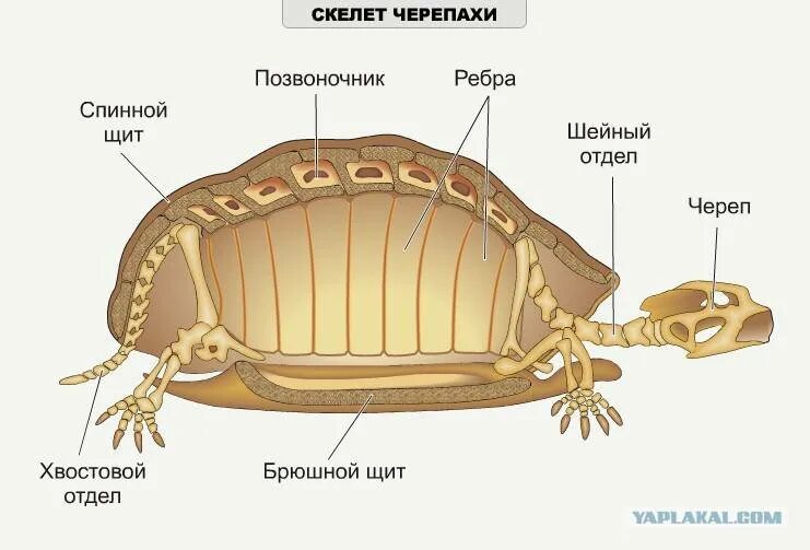Скелет позвоночных состоит из 3 отделов