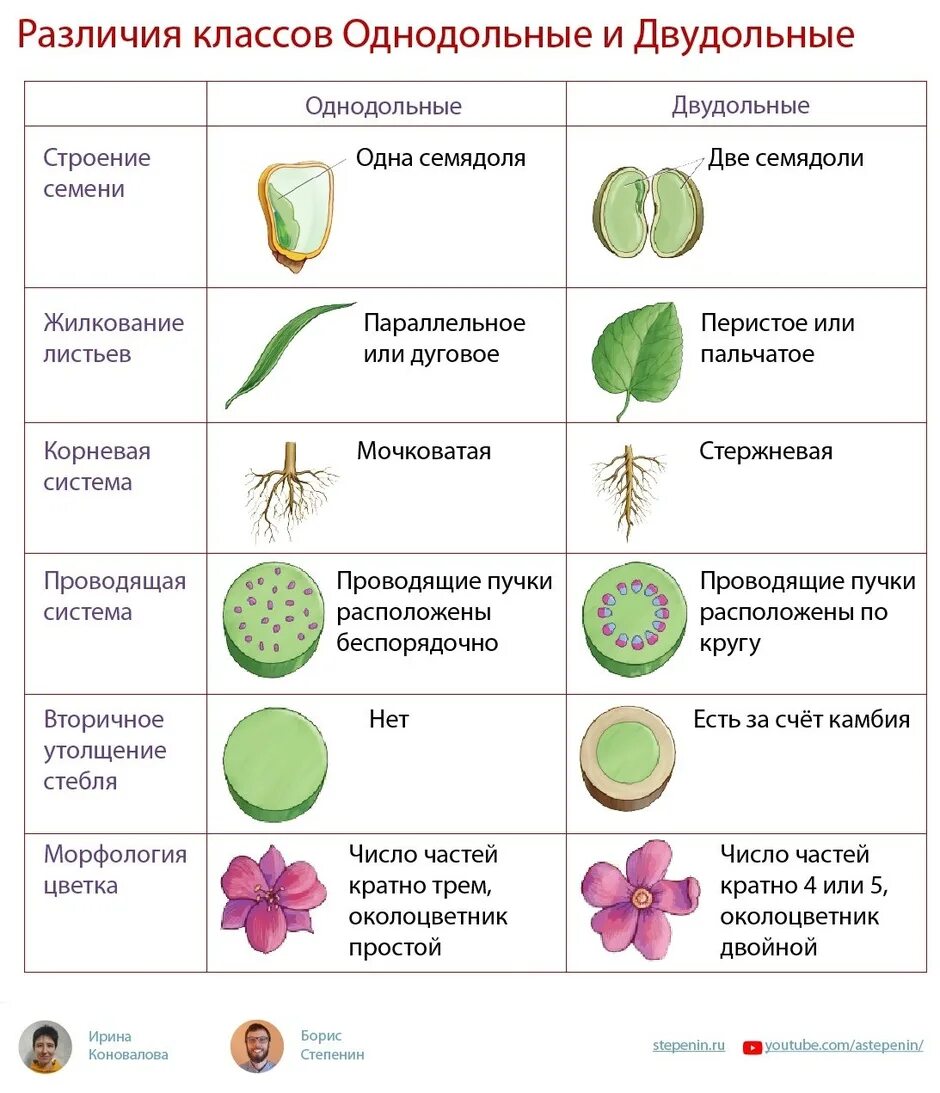 Признаки отличающие однодольные от двудольных. Семена растений класса двудольные таблица. Семейства однодольных и двудольных растений таблица. Семейства класса двудольные и Однодольные. Семейства двудольных растений и однодольных растений.