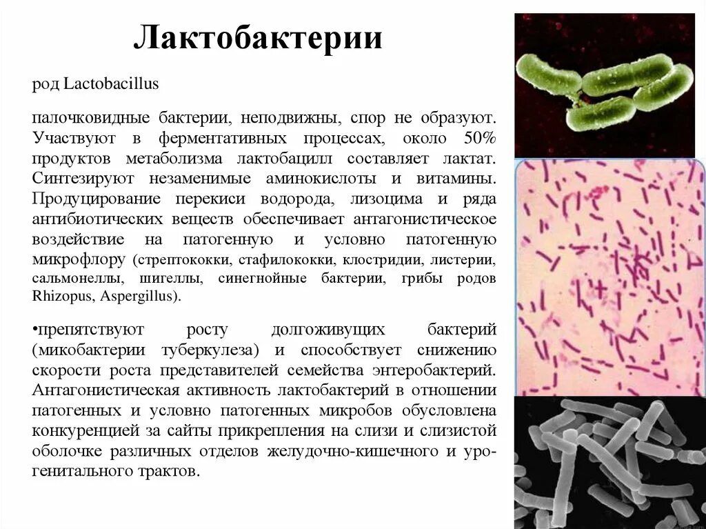 Признаки гнилостных бактерий. Бифидобактерии и лактобациллы в толстой кишке. Функции бифидобактерий и лактобактерий. Lactobacillus Acidophilus морфология. Лактобактерии микробиология морфология.