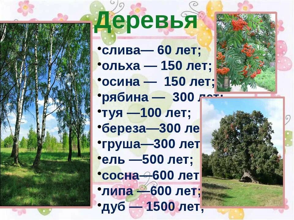 Береза живет дерево. Продолжительность жизни деревьев береза дуб осина липа. Продолжительность жизни деревьев дуб береза клен липа. Продолжительность жизни деревьев ель, липа, береза, дуб. Дуб Продолжительность жизни дерева.