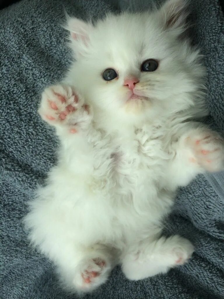 Super cute white fluff-ball Ragdoll kitten Kucing bayi, Bayi kucing, Kucing dan 