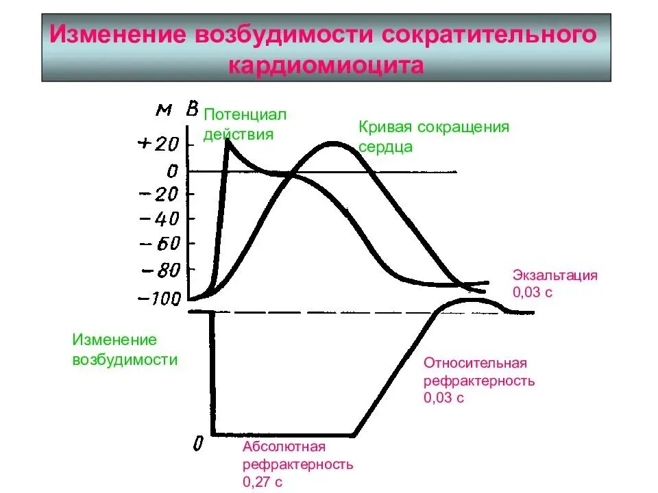 Пд мышц