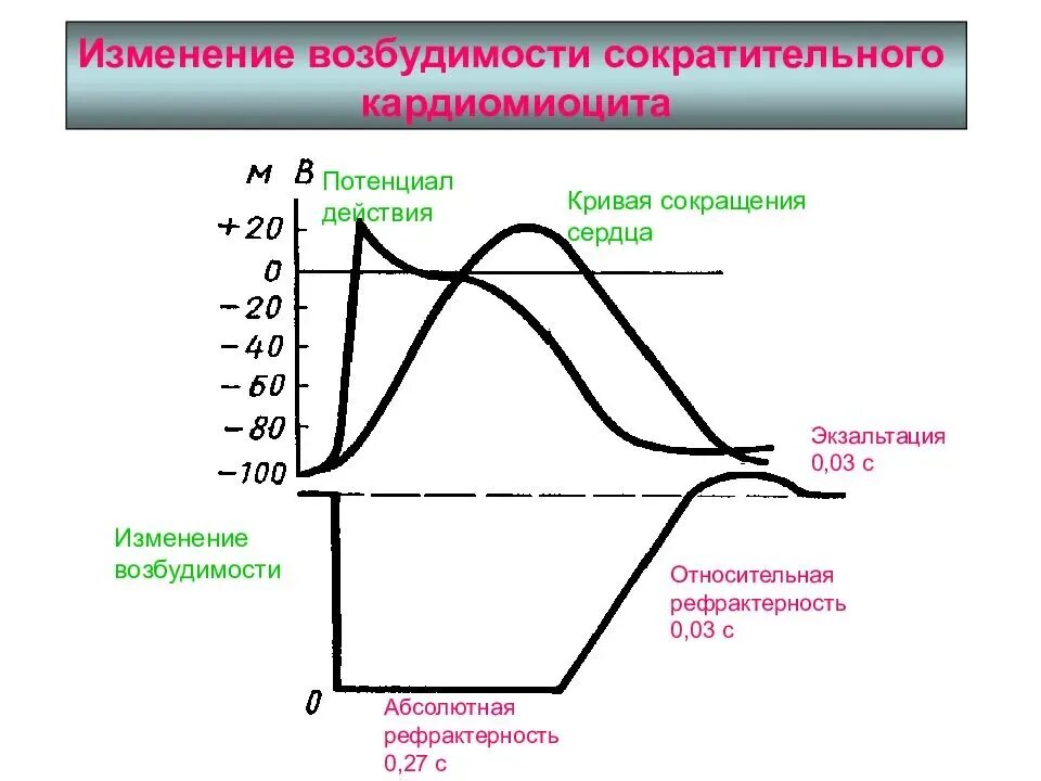 Фазы изменения возбудимости кардиомиоцита. Динамика возбудимости типичного кардиомиоцита. Изменение возбудимости сократительного кардиомиоцита. Кривая изменения возбудимости кардиомиоцитов. Время пд