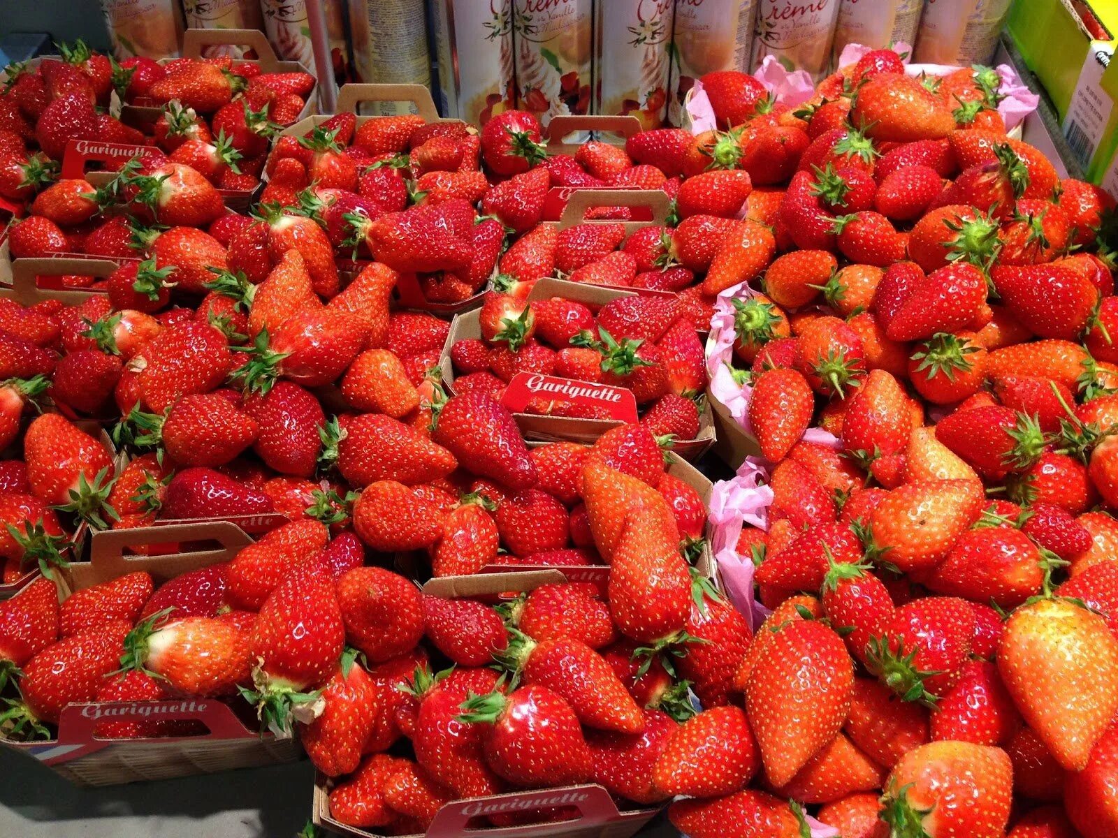 Землекоубника купчиха. Клубника содержание. Земляника садовая сорт богота. Земляника садовая богота. Земляника (фриго) гаригуэтта.