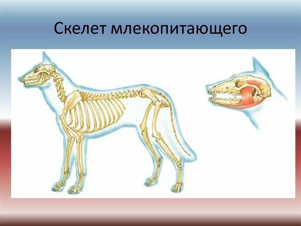 Особенности скелета млекопитающих 7. Опорно двигательная система млекопитающих 7 класс биология. Опорно двигательная система млекопитающих 7 класс. Скелет млекопитающего 7 класс биология. Опорно двигательная система млекопитающих схема.