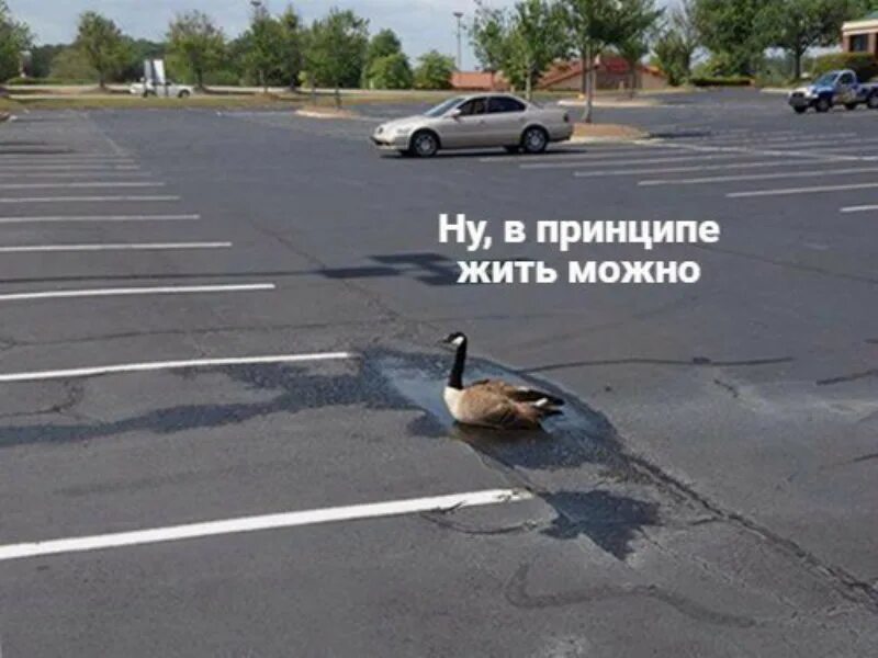 В принципе. В принципе жить можно. ну в принципе жить можно. ну в принципе жить можно утка. ну в принципе.
