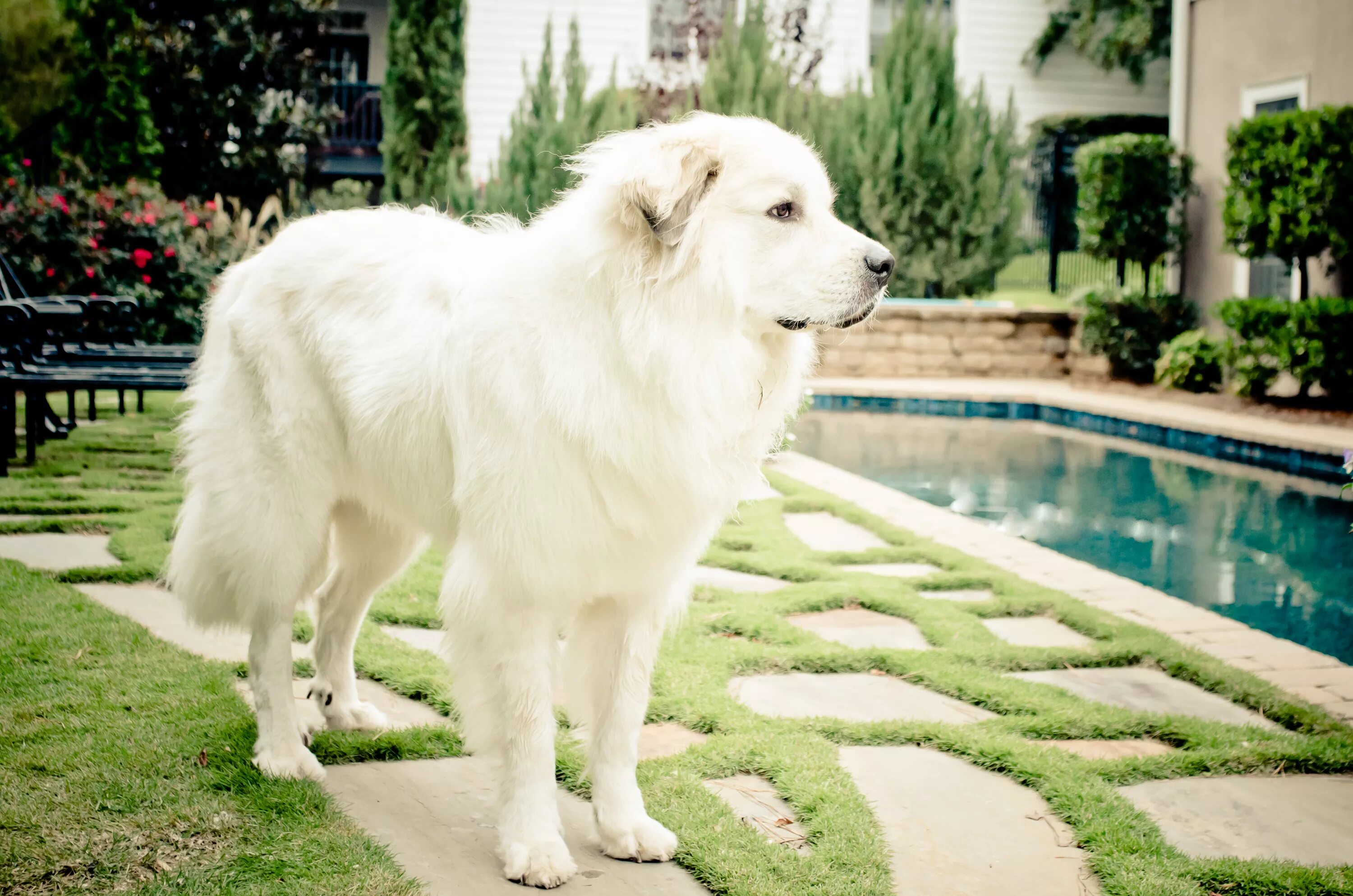 Большая белая собака. Большая Пиренейская Горная собака. Большая белая Пиренейская собака. Пиренейская Горная собака фото. Пиренейская Горная собака пушистая белая.