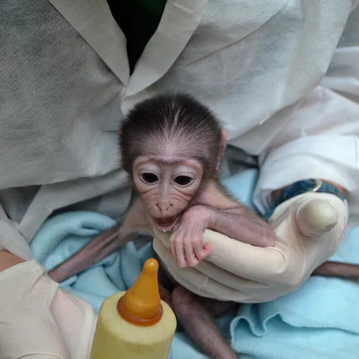 обезьяны родился. обезьяны родился. новорожденные приматы. обезьяны родился. маленькая новорожденная обезьянка.