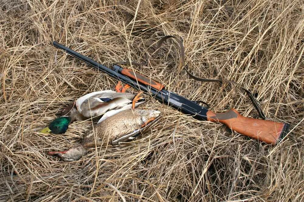 охота на утков. охота на утков. охота на уток. охота на уток. охотник на уток.