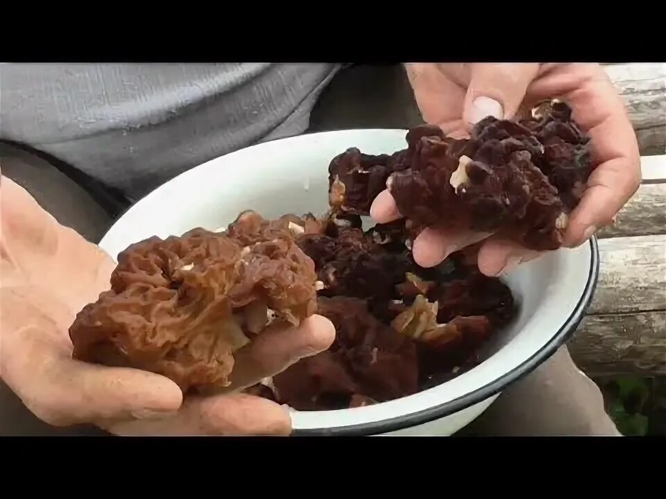 Сколько жарить сморчки. Гриб сморчок отваренный. сморчки маринованные. приготовить строчки. как готовить сморчки грибы.