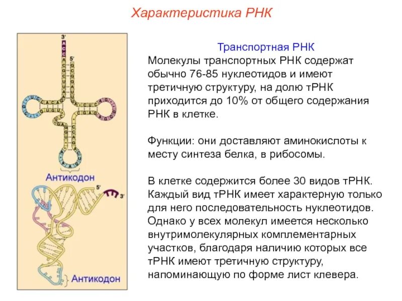 Транспортная РНК. ТРНК. Молекула ТРНК. Синтез транспортной РНК.