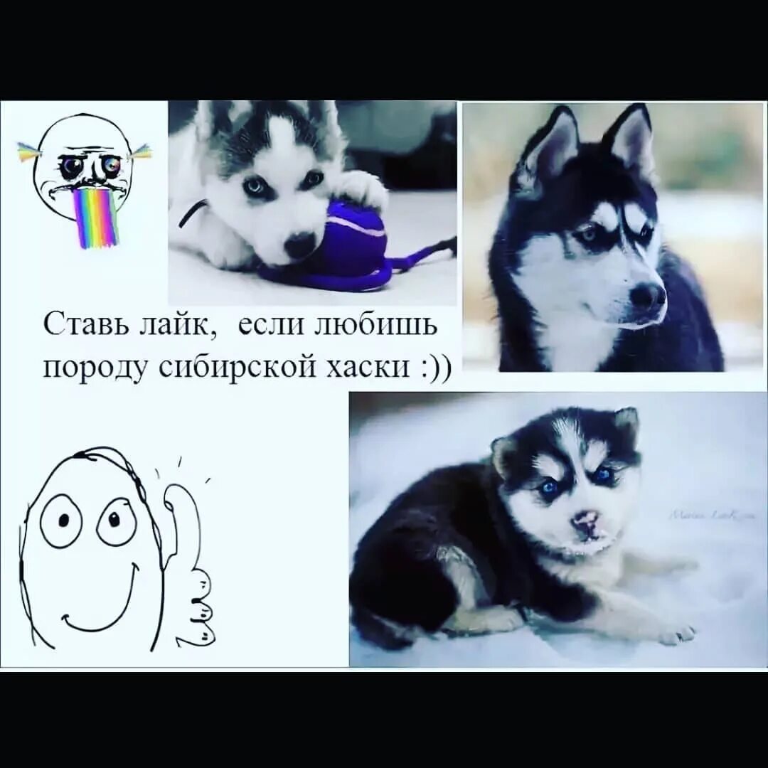 Лайк собака поставь. Картинки которые набирают много лайков в лайке. Мем сейчас лайк поставлю. Щас лайк поставлю фото. Собака молодец.
