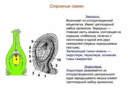 Что является зачатком будущего растения