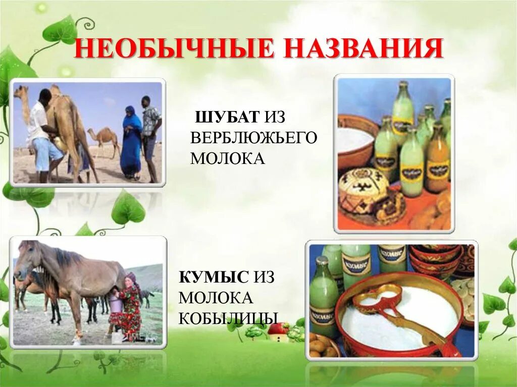 Как называется кумыс. Кумыс. кумыс презентация. шубат. кумыс из верблюжьего молока.