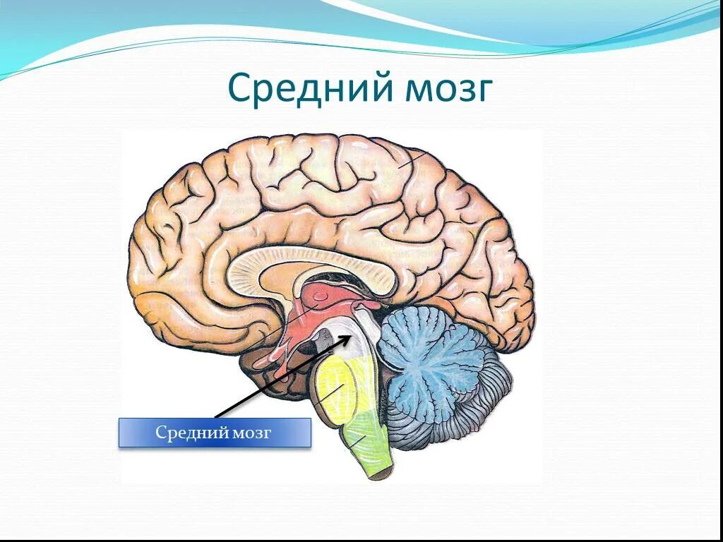 Средний мозг включает в себя