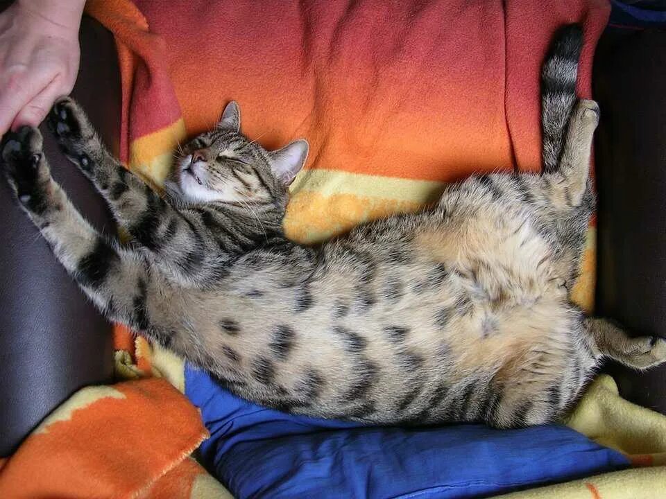 Почему кошки много спят днем. Кошкам снятся сны. Домашняя кошка спящая. Кошка спит. Почему кошки много спят днем.