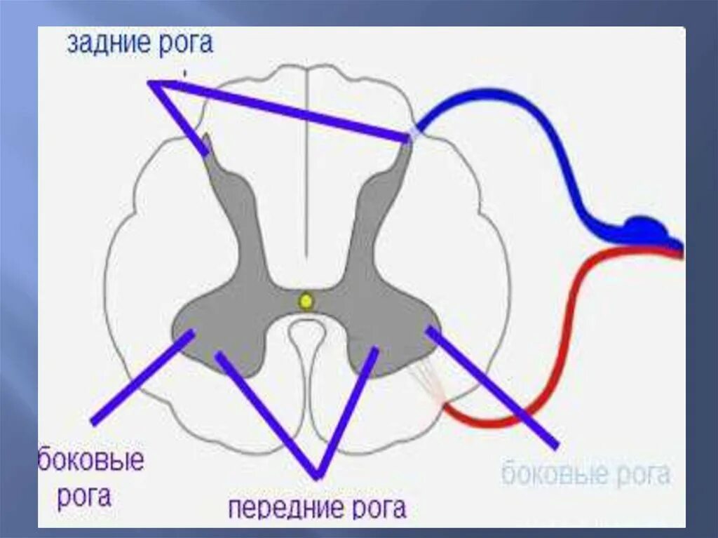 Поражение передних рогов. Поражение боковых Рогов спинного мозга. Поражение переднего рога спинного мозга. Поражение мотонейронов передних Рогов спинного мозга. Симптомы поражения передних Рогов спинного мозга.