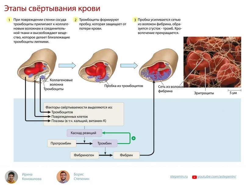 Механизм свертывания крови 8 класс биология. Тромбоциты механизм свертывания крови. Тромбоциты в крови фаза свертывание. Механизм свертывания крови 8 класс биология кратко. Тромб в печени