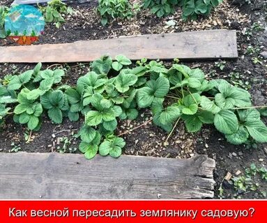 Через сколько лет пересаживать клубнику