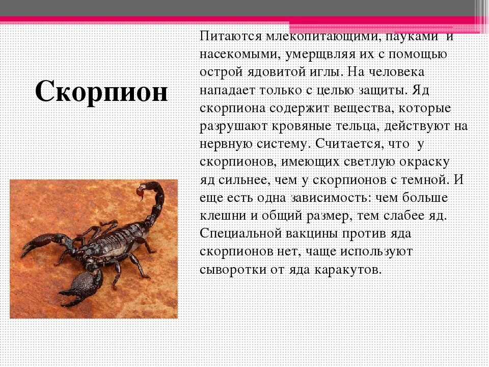 Гороскоп скорпион на 2 апреля. Сообщение о Скорпионе. Ядовитые животные России доклад. Ядовитые животные доклад. Скорпион питается.