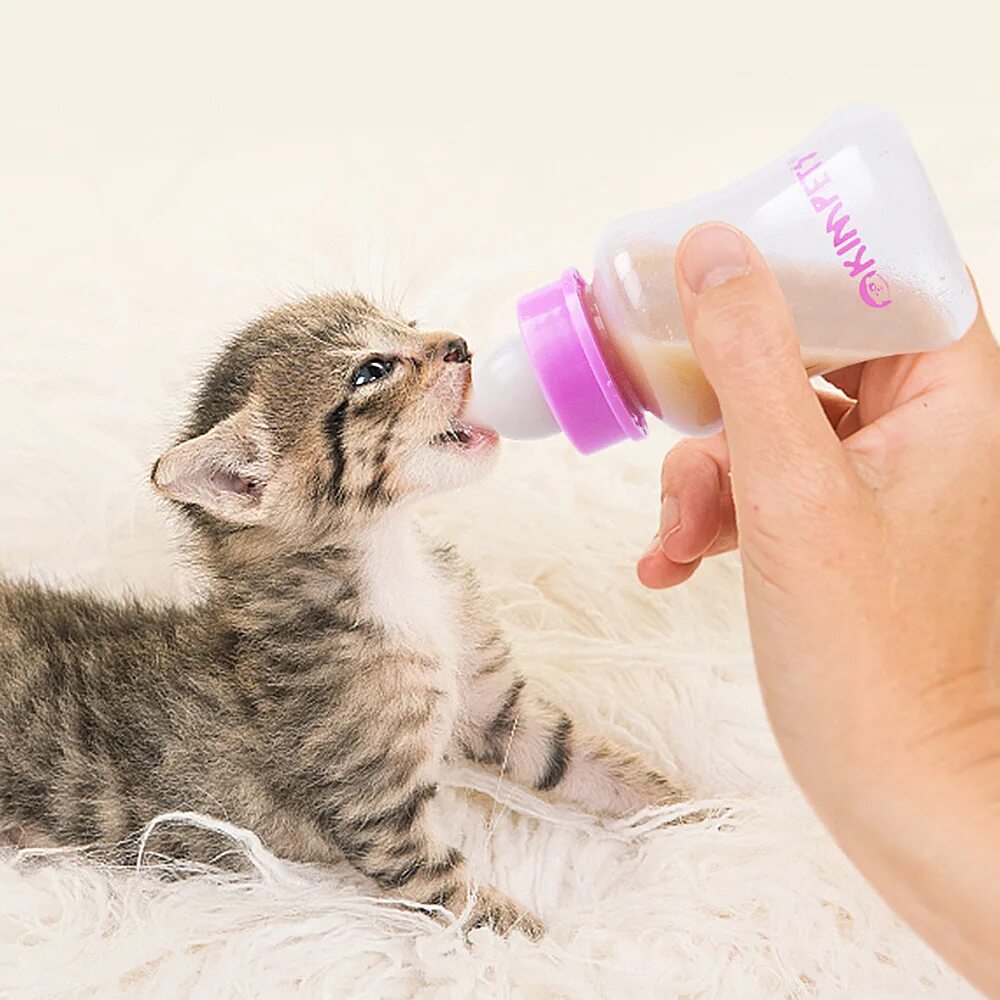 Бутылочка для котят. Бутылочка для кормления котят. Бутылочка для котят новорожденных. Маленькие бутылочки для котят.