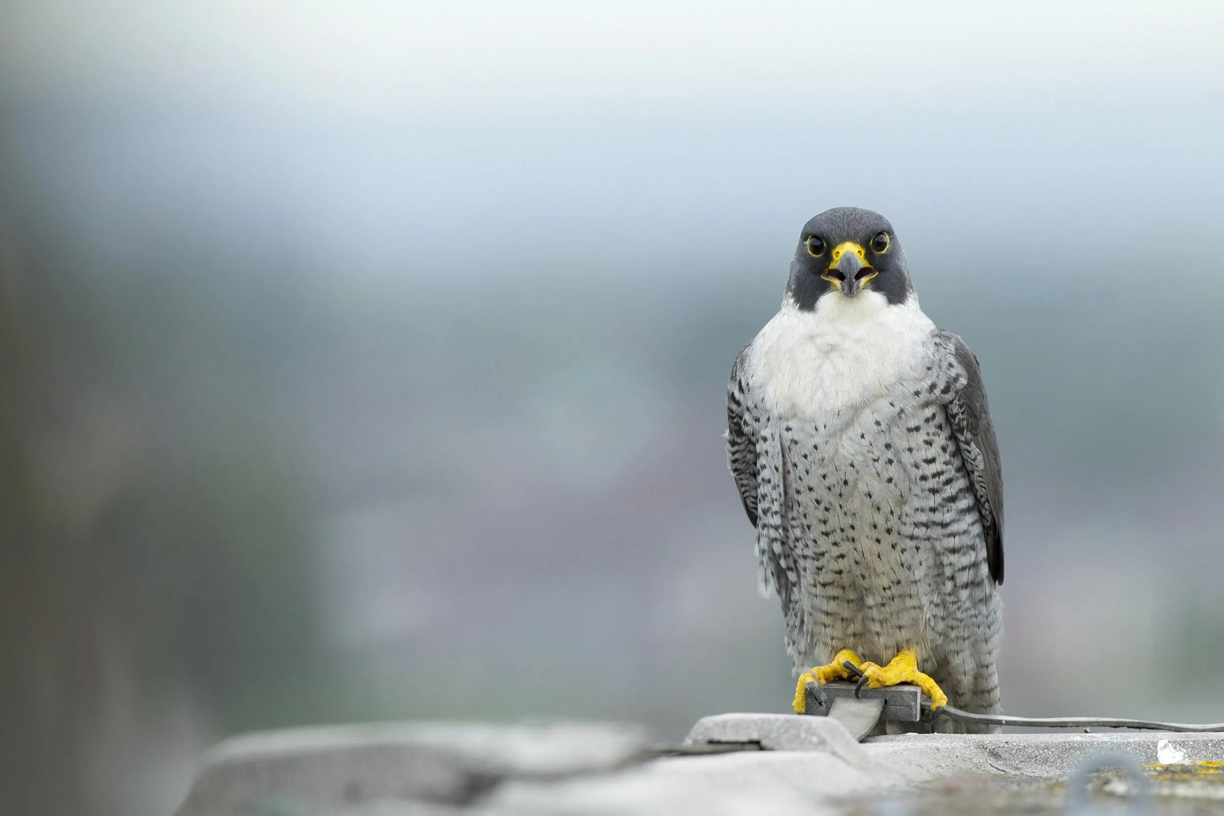 Сокол сапсан птица. Сапсан птица серая. Сокол сапсан фото. Сапсан falco peregrinus. Серый сапсан.