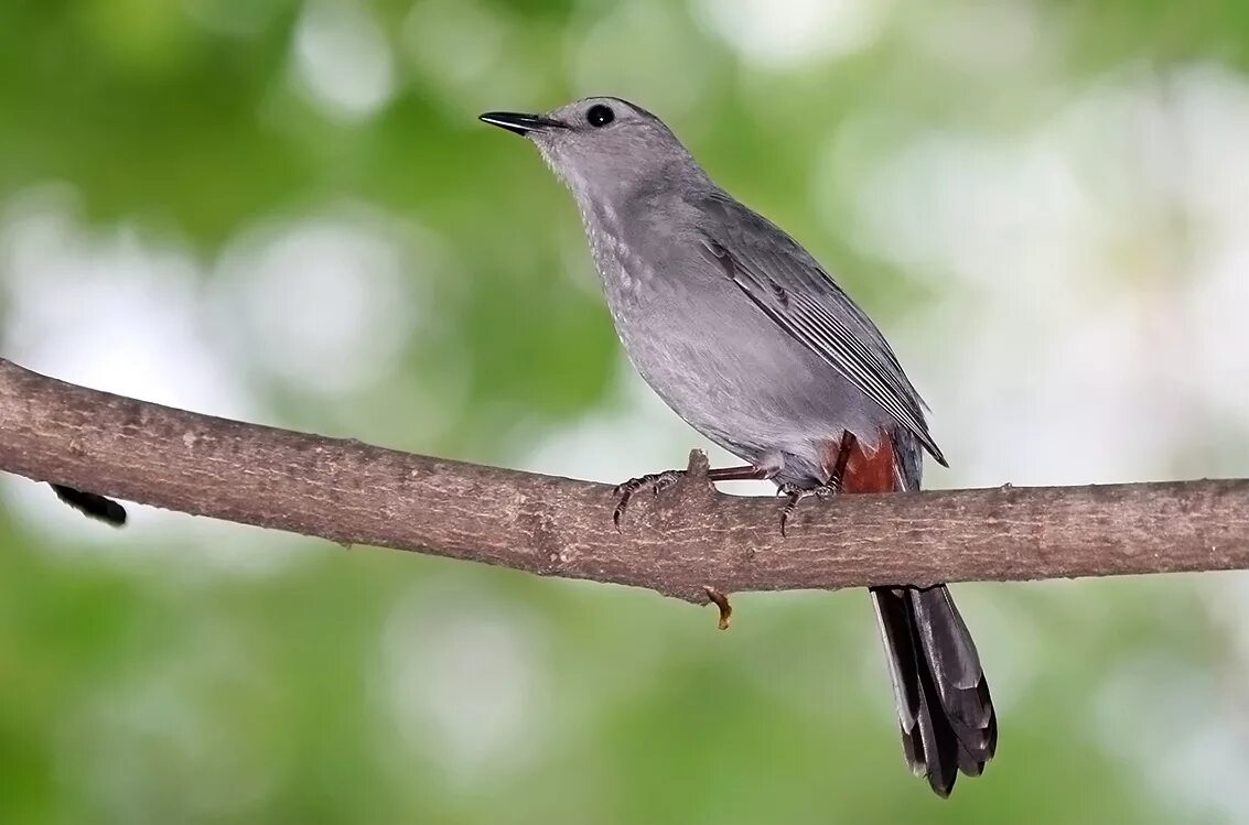 Dumetella carolinensis. Дрозд Бикнелла. Птица серого цвета. Большая серая птица. Алиса переведи на китайский серая птичка