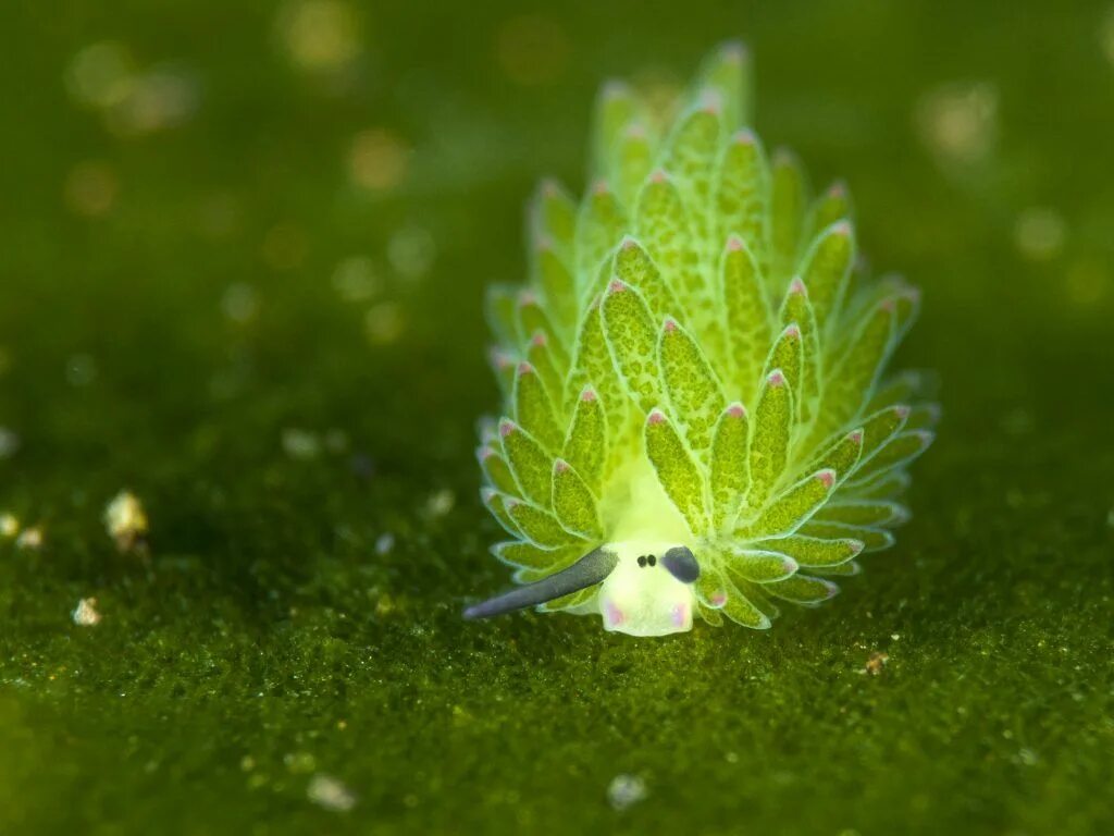 «овечий лист» (costasiella kuroshimae). Слизень costasiella kuroshimae. Костасиелла. Leaf sheep. Морской слизняк голожаберник овечка.