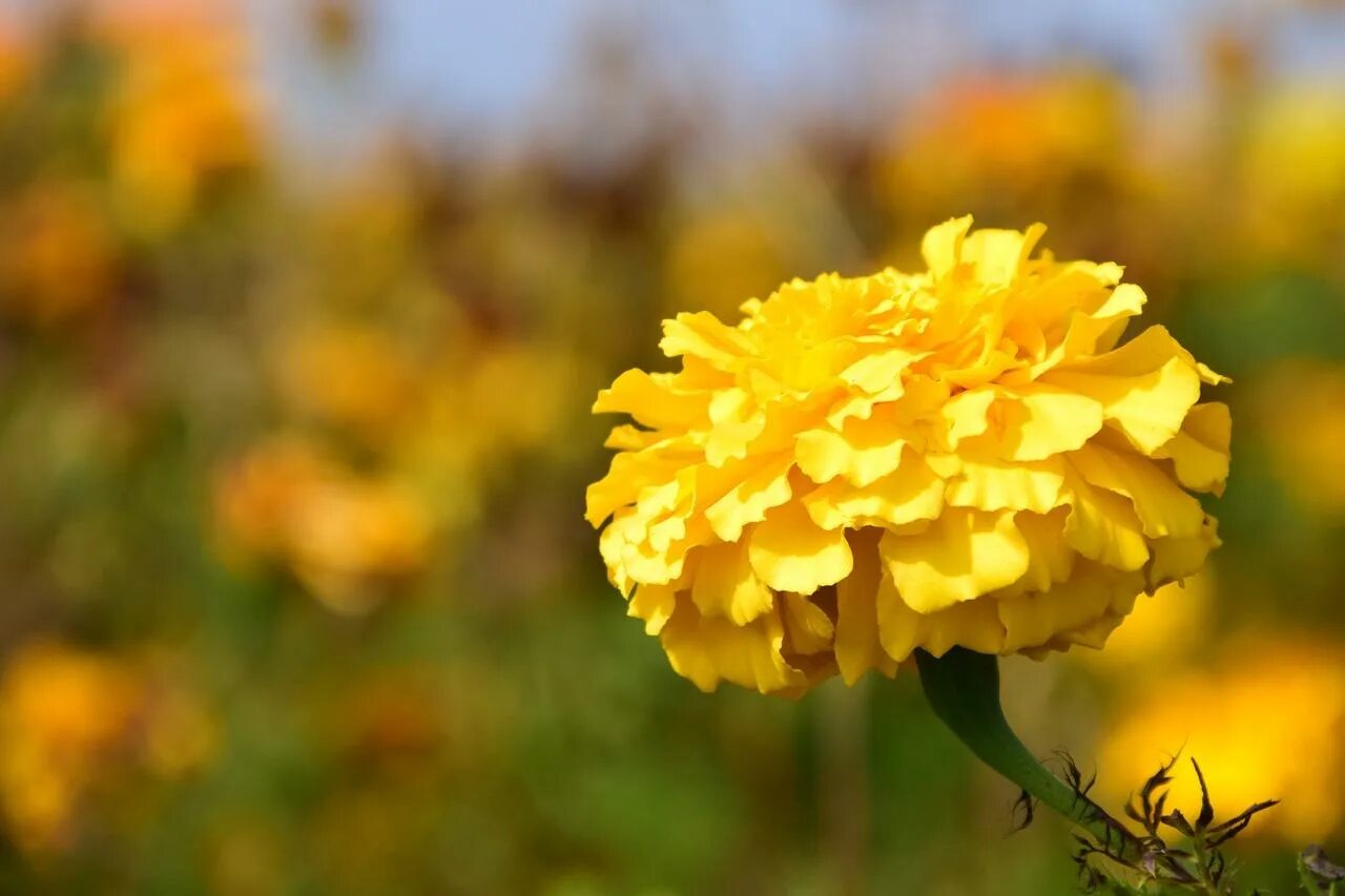 Гвоздика желто оранжевая. Carnation желтая. Цветы Clavel Amarillo. Желтые гвоздики. Гвоздика цветок желтая.