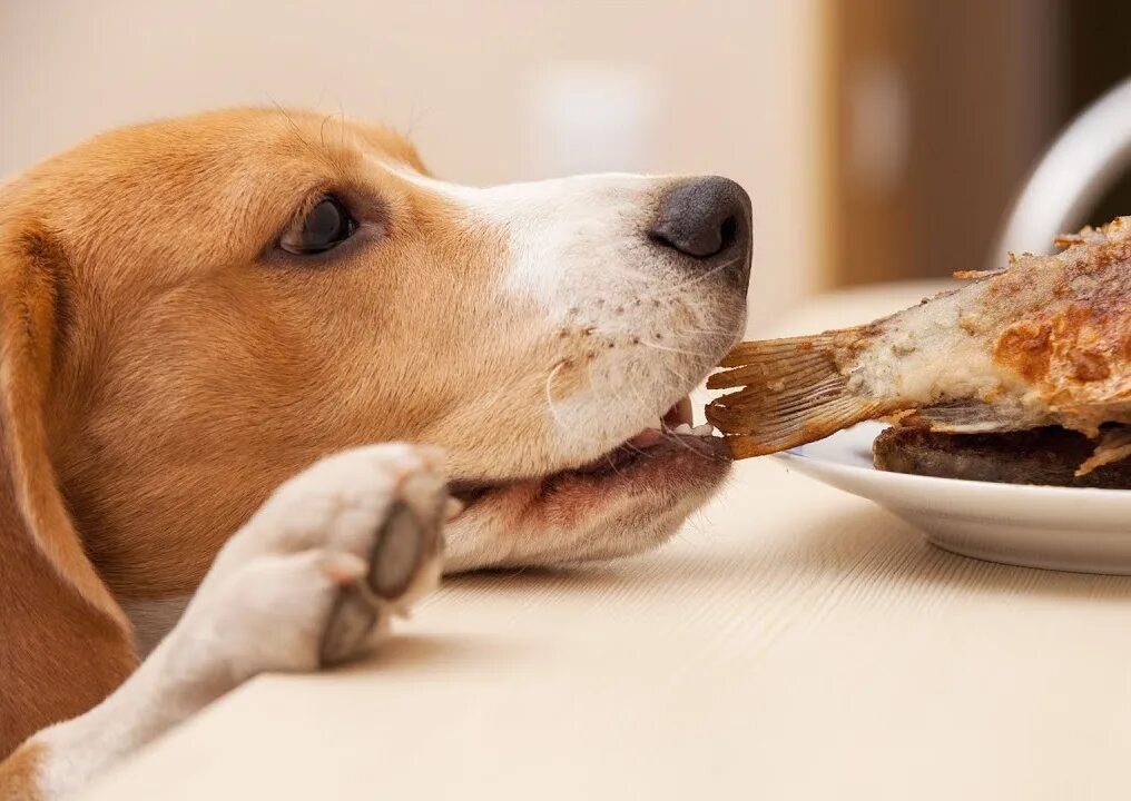 Собака ворует еду со стола. Еда для собак. Животные и еда. Собака ворует еду. Можно ли собаке давать хлеб