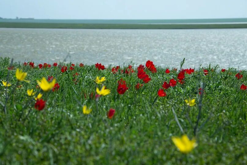 Орловский Ростовская область Дикие тюльпаны. Дикие тюльпаны станица Клетская. Маныч-Гудило. Дикие тюльпаны в Ростовской области. Заповедник ростовский орловского района