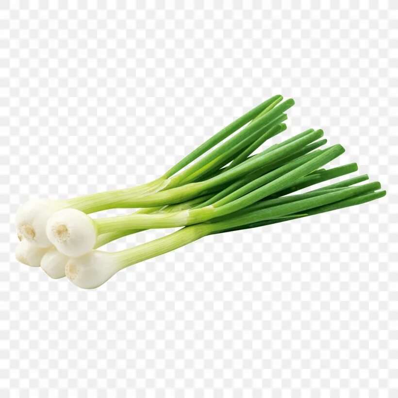 Scallion
