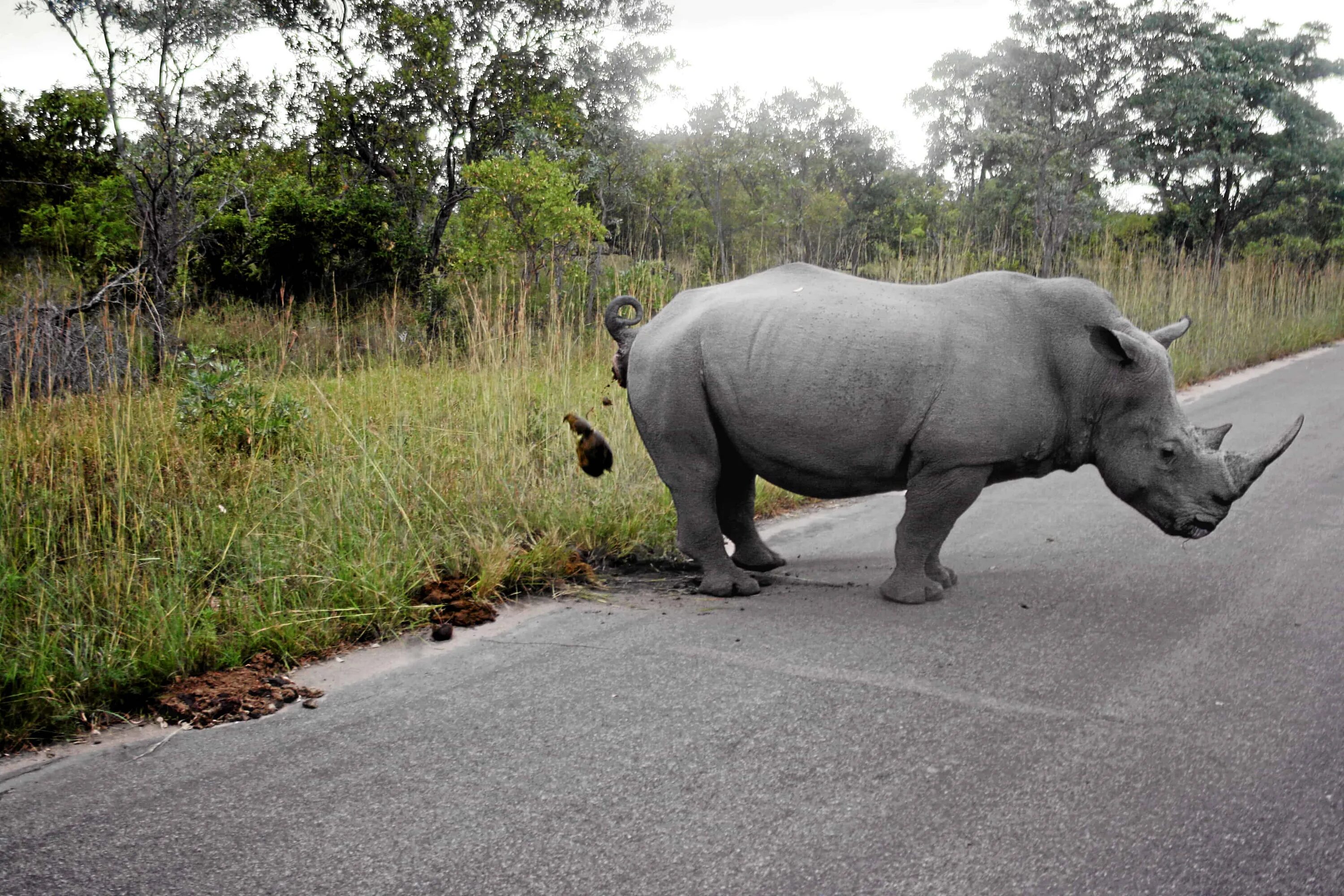 Недовольный слон. African Buffalo vs White Rhinoceros.