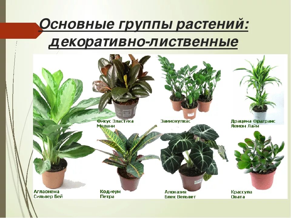 Как понять название цветка