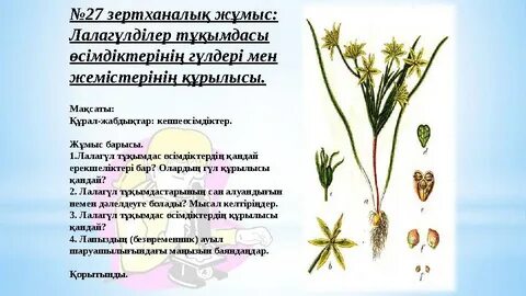 Үлкен бөксесі бар жеке бейне