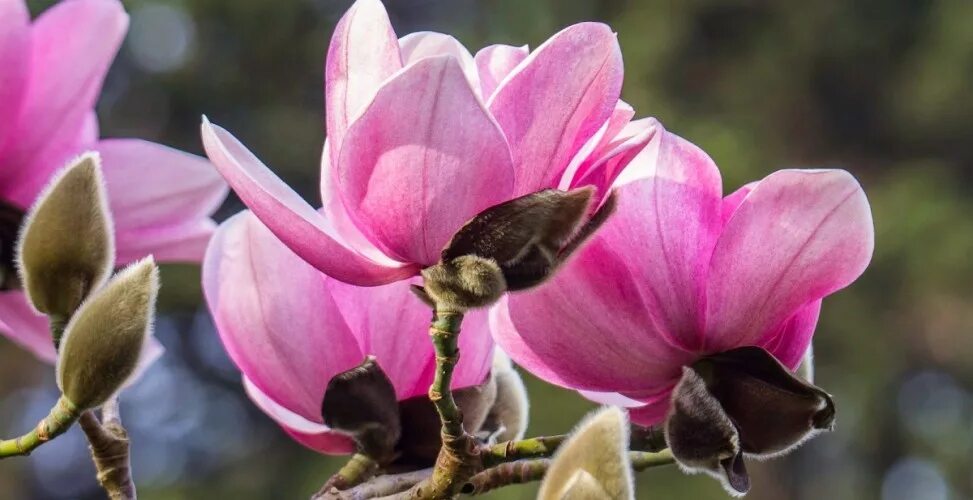 Магнолиевые не самая. Магнолия оффициналис. Магнолия крупноцветковая (magnolia grandiflora). Магнолия крупноцветковая магнолиевые. Магнолия иволистная.