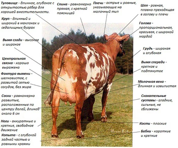 КРС голштины порода Голштинская. Корова айрширской породы параметры. Айрширская порода крупного рогатого скота. Описание айрширской породы КРС. 1 признаки коров