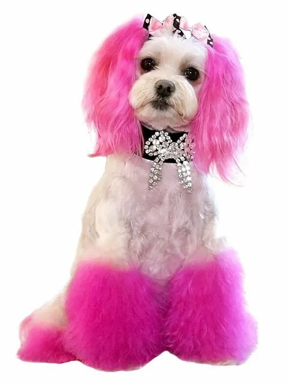 Keith Chimp on Twitter Pink dog, Dog dye, Dogs