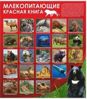 Виды млекопитающих занесенных в красную книгу