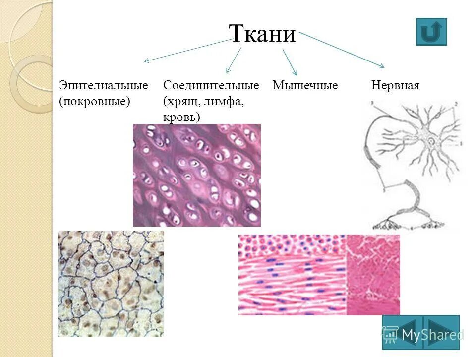 Элементарной единицей ткани является