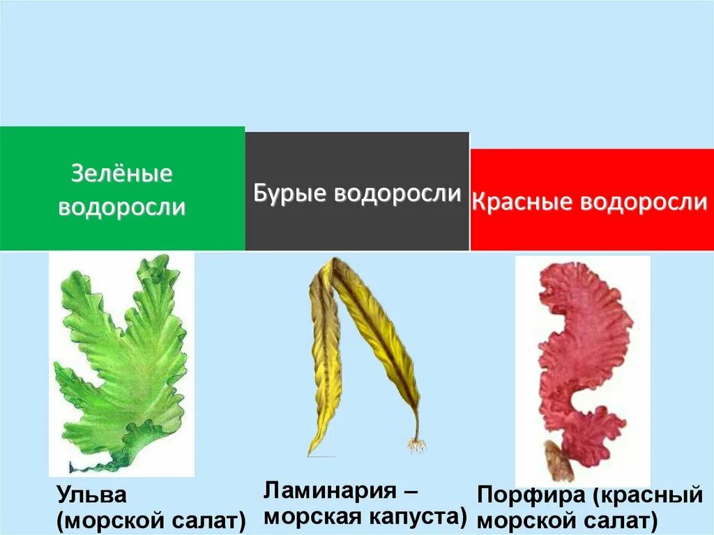 Разнообразие водорослей биология