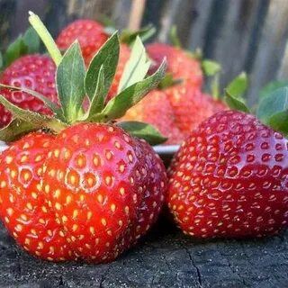 Бархат клубника