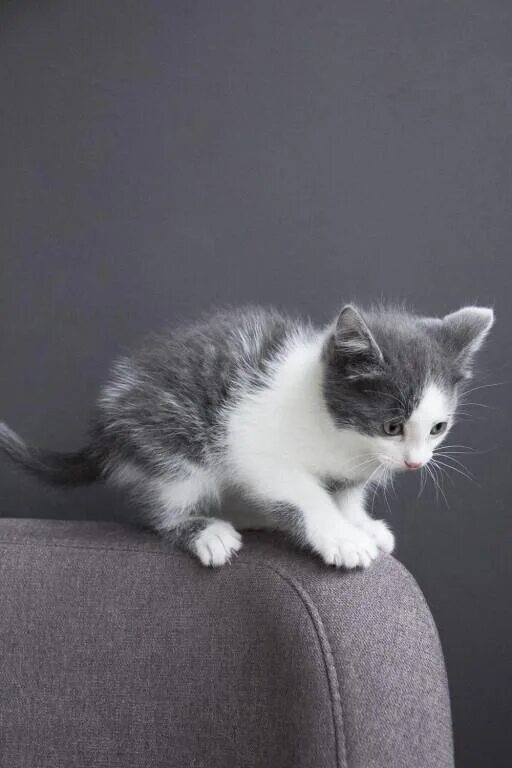 Манчкин порода кошек серый. Серо-белый котёнок. Бело серый котенок. Серо белый кот. Серая кошка с черными пятнами
