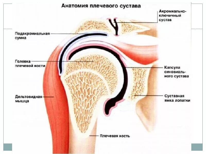 Почему дергается плечо. Строение суставной впадины плечевого сустава. Суставная головка плечевой кости. Разрыв суставной капсулы плечевого сустава. Плечевой сустав анатомия связки мышцы.