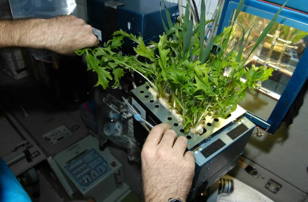 Какой овощ первый вырастили в космосе. Оранжерея Veggie МКС. Редиска на гидропонике. Оранжерея на МКС Россия. Растения на МКС.