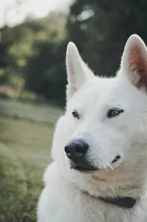 Три цвета белой собаки