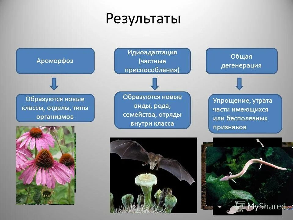 Аоморфозы идиоадаптация. Ароморфоз идиоадаптация дегенерация. Ароморфощы идиоадаптация. Ароморфоз идиоадаптация общая дегенерация. Прогресс цветков