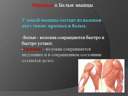 Наиболее развитой мышечной стенкой обладает