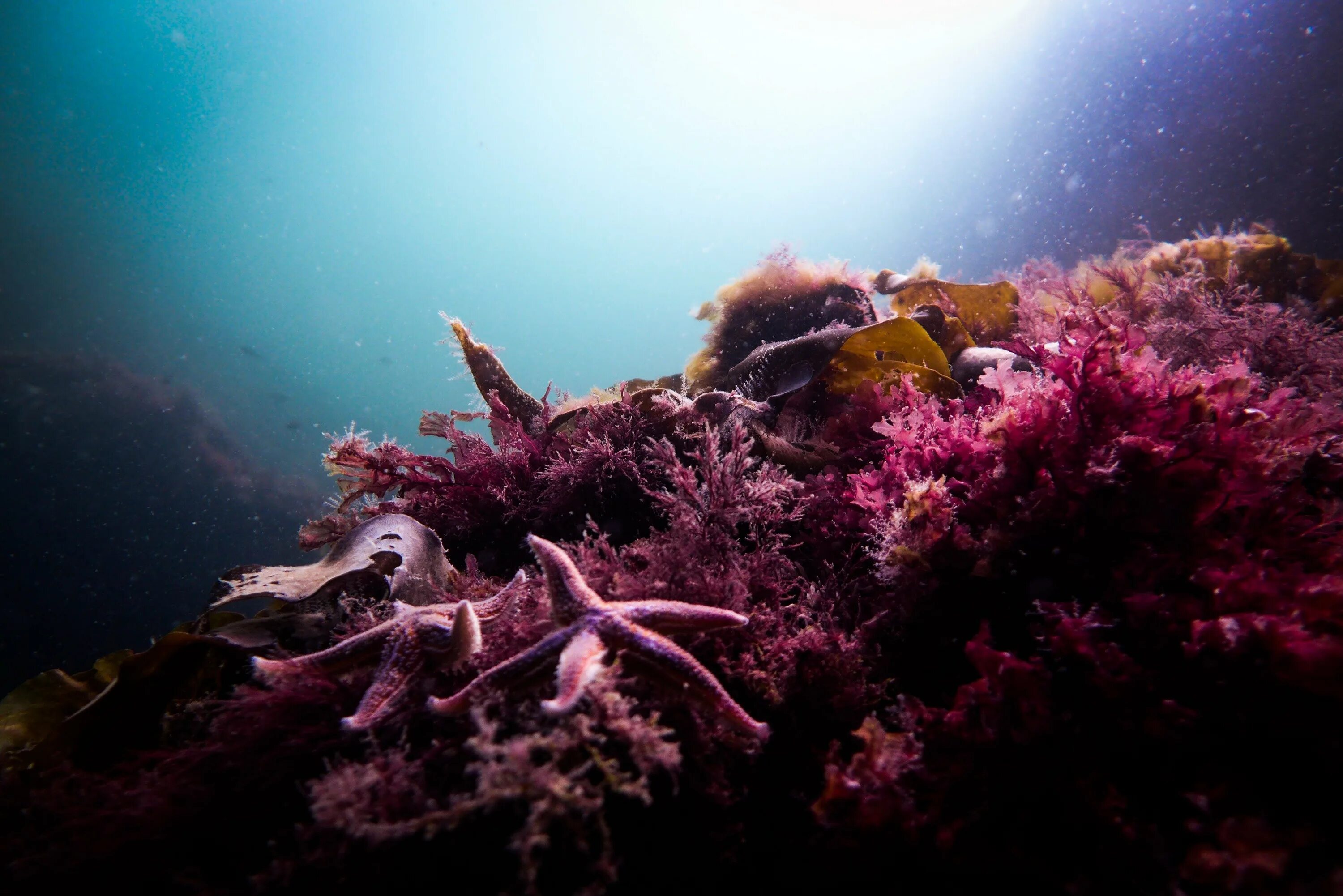 Красные водоросли глубина. Риф коралловый 54546. Красивые водоросли. Водоросли в океане. Красные морские водоросли.