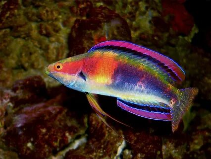 Colorful fish